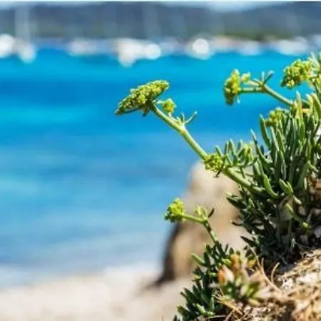 Apartment Studio Cosy Au Lavandou, Proche Plage, Animaux Acceptes - Fr-1-251-844 *